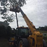 Topping Out Trees