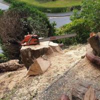 Root Removal Eastgate Street Llanidloes
