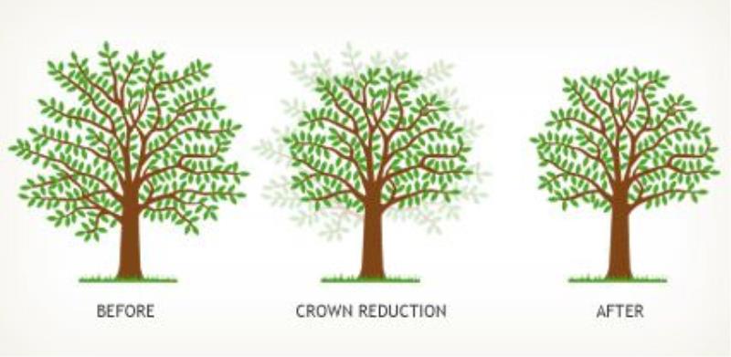 Crown Reductions by Rob Hughes Tree Surgery
